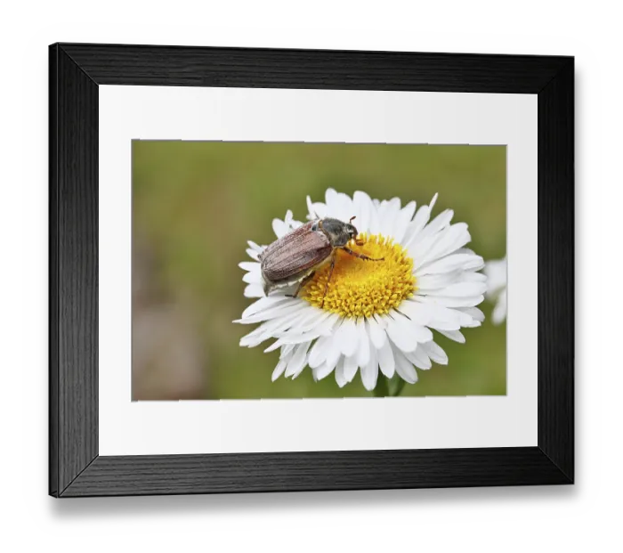 Framed Print : Cockchafer, field cockchafer (Melolontha melolontha)