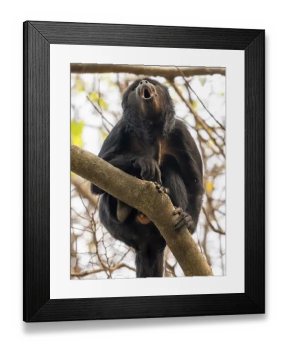 Framed Print : Black howler (Alouatta), Pantanal