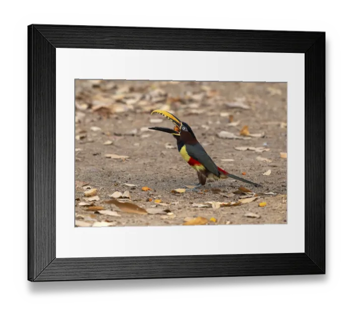 Framed Print : Fire-billed Aracari (Pteroglossus frantzii) Framed Print : Fire-billed Aracari (Pteroglossus frantzii)