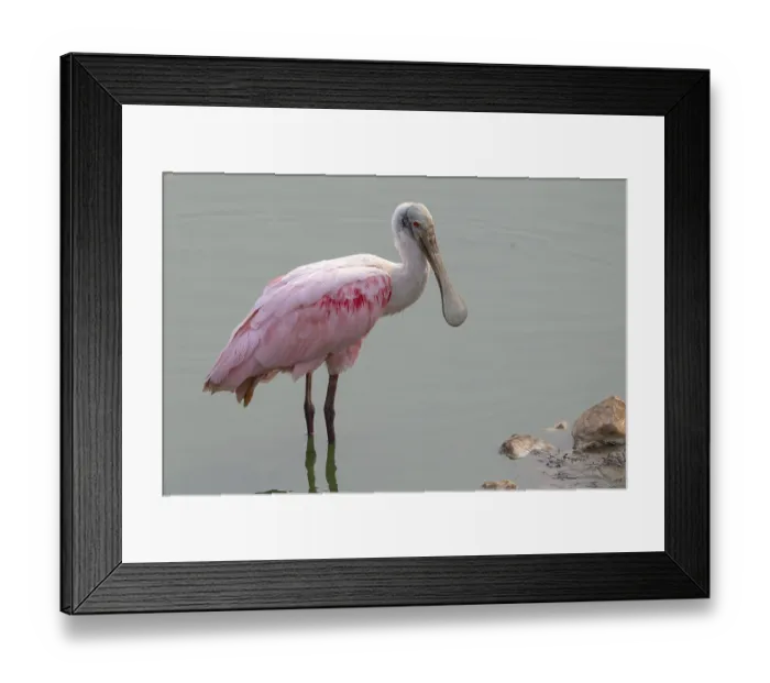 Framed Print : Roseate spoonbill (Ajaia ajaja)