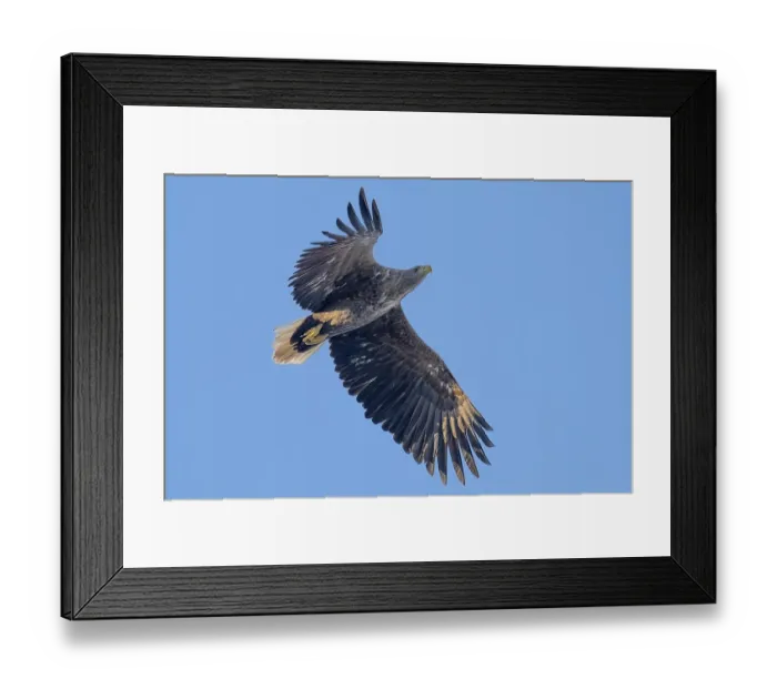 Framed Print : White-tailed eagle (Haliaeetus albicilla) Framed Print : White-tailed eagle (Haliaeetus albicilla)