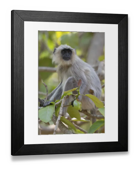 Framed Print : Northern plains gray langur (Semnopithecus entellus)