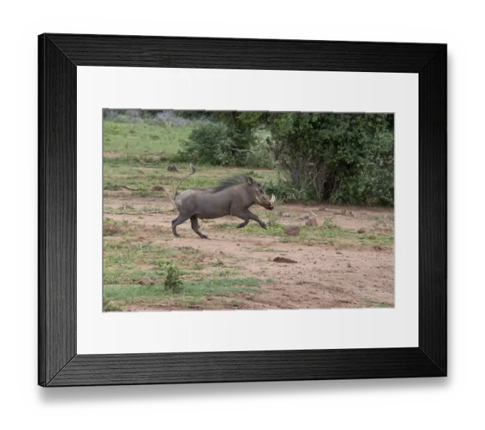 Framed Print : Warthog (Phacochoerus africanus)