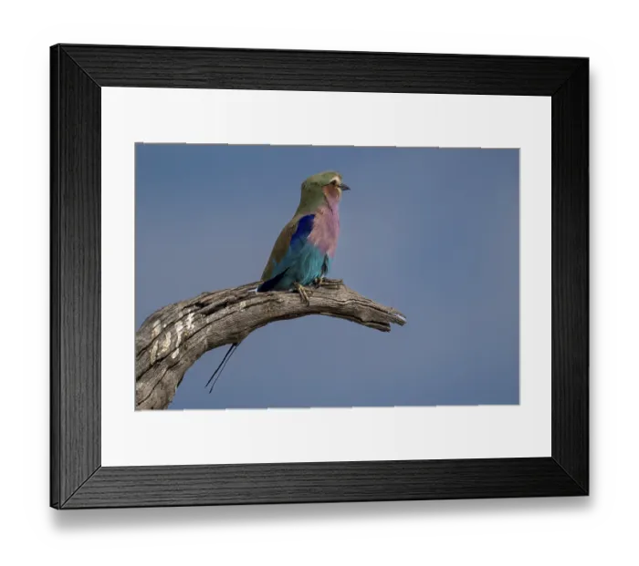 Framed Print : Fork-tailed Roller (Coracias caudata)