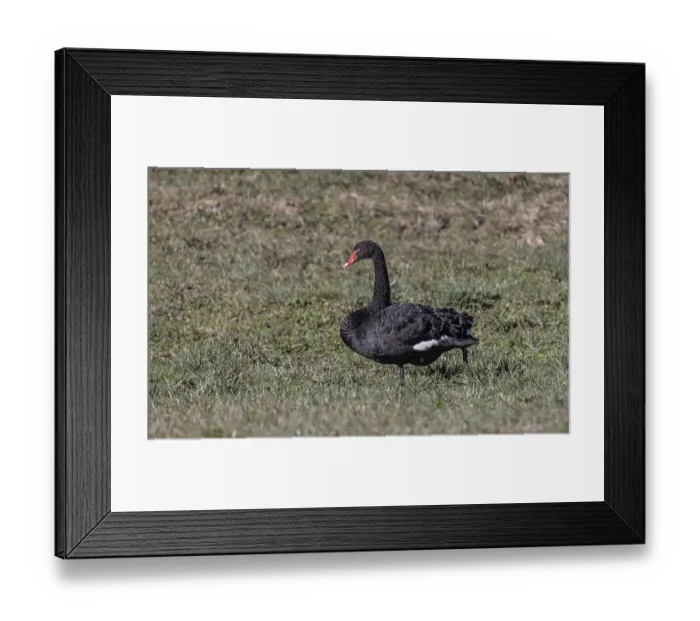 Framed Print : The black swan (Cygnus atratus)