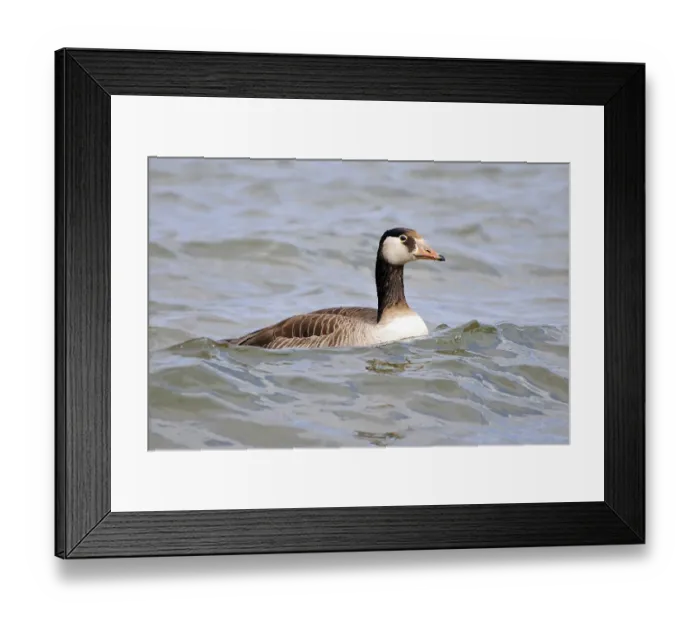 Framed Print : Canada goose in the water Framed Print : Canada goose in the water