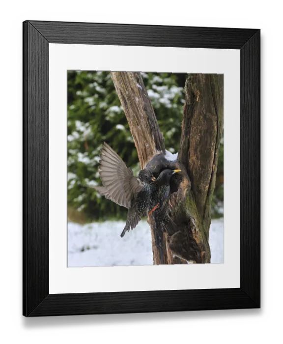 Framed Print : Star, European Starling, Sturnus vulgaris