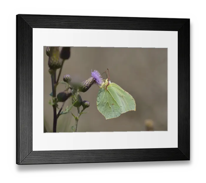 Framed Print : Brimstone (Gonepteryx rhamni), female