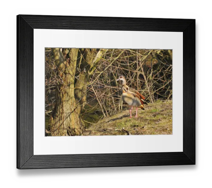 Framed Print : Egyptian goose on a lake in the Upper lusatia