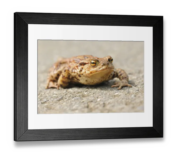 Framed Print : Common Toads migration to the spawning season in spring