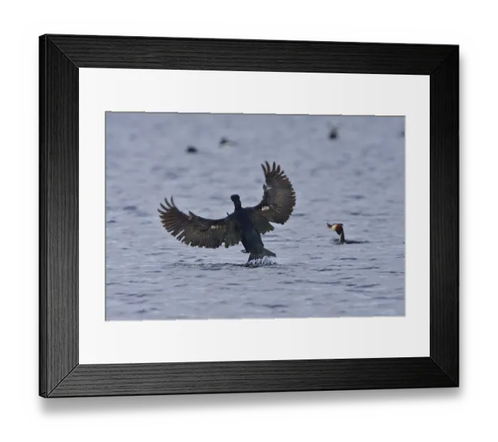 Framed Print : Cormorant in the Upper Lusatian pond area Framed Print : Cormorant in the Upper Lusatian pond area