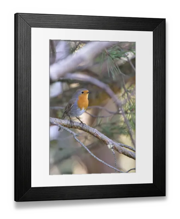 Framed Print : European Robin courtship display. Robin mating