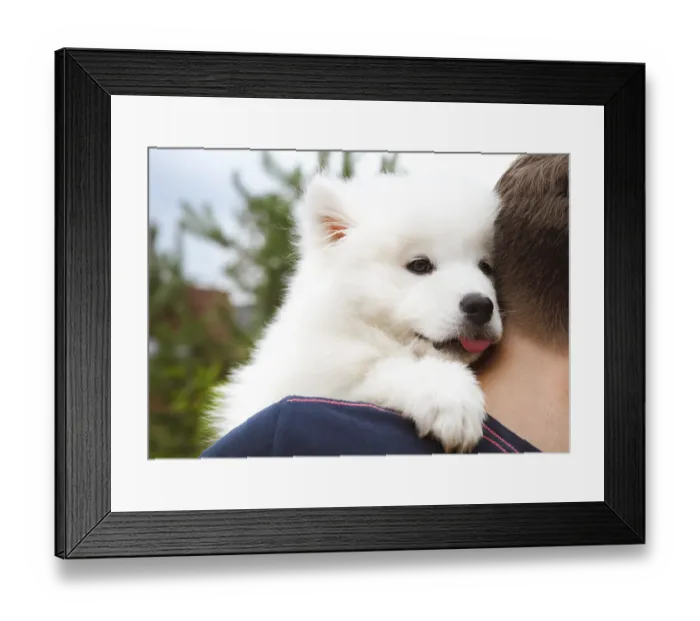 Framed Print : Boy holding funny Samoyed puppy in the summer garden