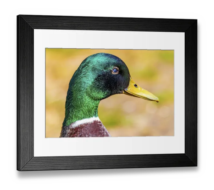 Framed Print : Drake