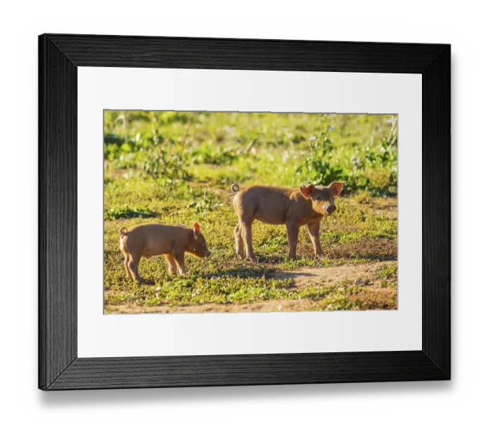 Framed Print : Two piglets busy feeding in a meadow of Gaume in southern Belgium