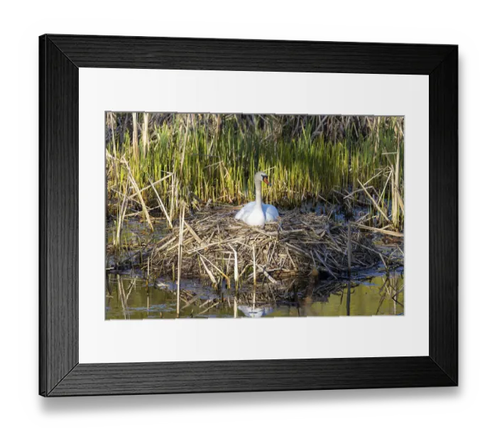 Framed Print : Wildlife Birds in Germany Swan Framed Print : Wildlife Birds in Germany Swan
