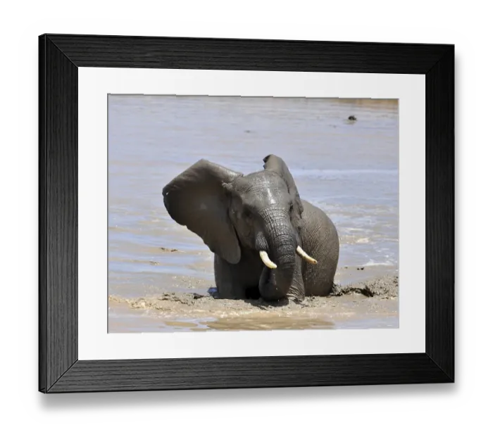 Framed Print : An African Elephant in the Addo Park, South Africa