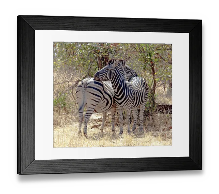 Framed Print : A Burchells Zebra (Equus quagga burchelli) in the Kruger National Park