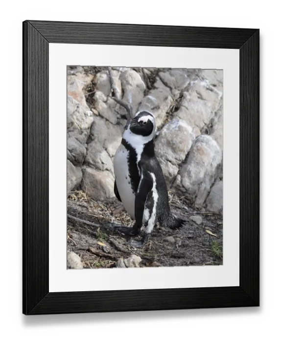 Framed Print : A jackass penguin, endemic to Southern Africa