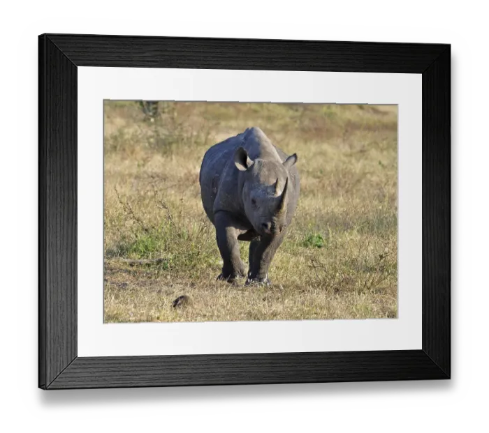 Framed Print : A Black Rhinoceros in the Kruger Park Framed Print : A Black Rhinoceros in the Kruger Park