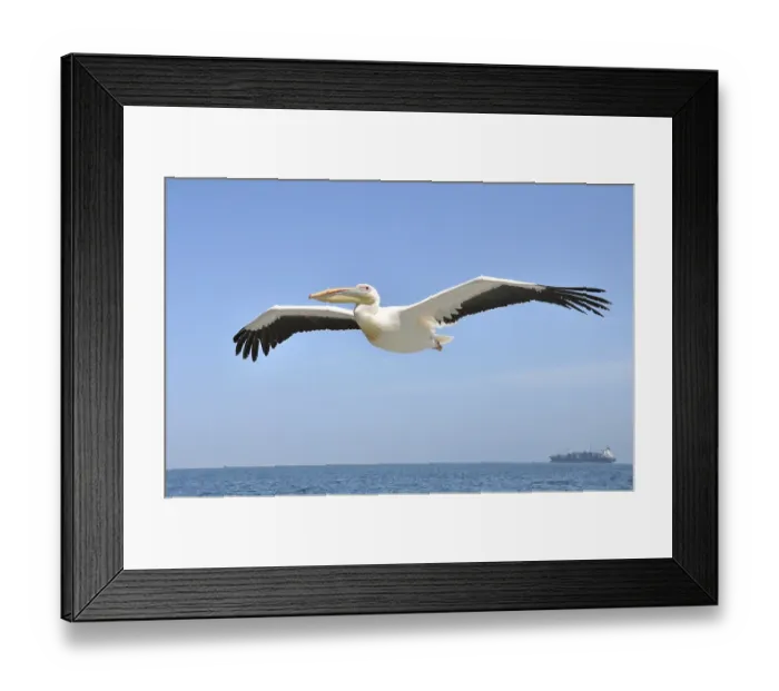 Framed Print : Pelican in flight over the Atlantic Ocean with a ship in the background Framed Print : Pelican in flight over the Atlantic Ocean with a ship in the background