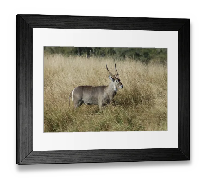 Framed Print : Waterbuck (Kobus ellipsiprymnus) in the Kruger Park Framed Print : Waterbuck (Kobus ellipsiprymnus) in the Kruger Park