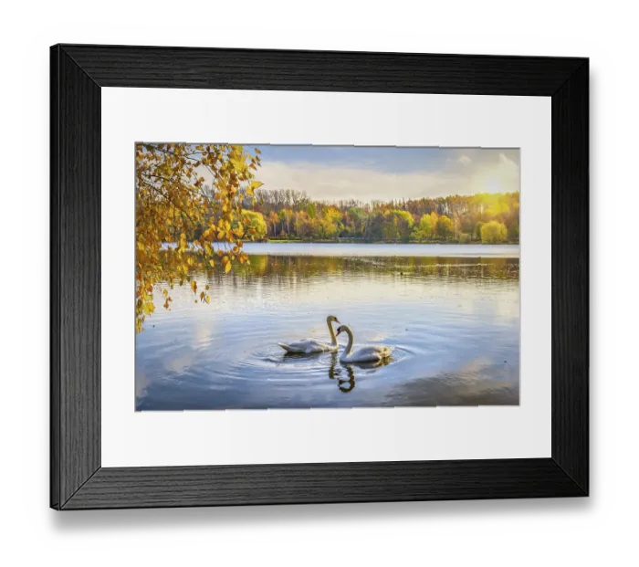 Framed Print : Two swans on pond in autumn park, Poland