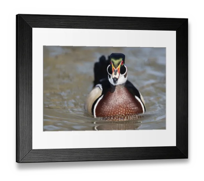 Framed Print : American Wood Duck
