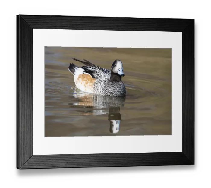 Framed Print : Chiloe Wigeon
