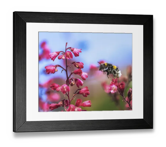 Framed Print : Macro of a northern white-tailed bumblebee flying to a red heuchera flower blossom