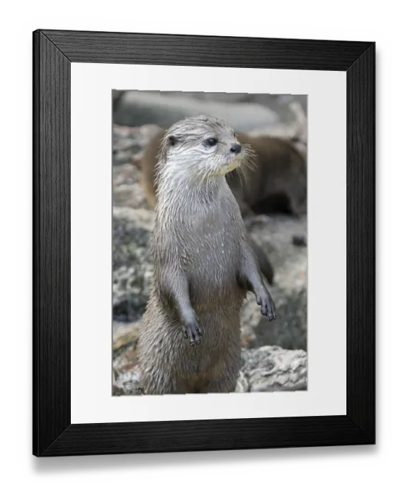 Framed Print : Short-clawed otter Asian small-clawed otter