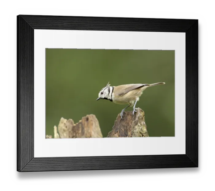 Framed Print : Crested Tit on root