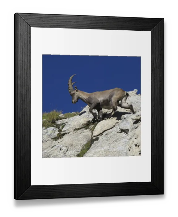 Framed Print : Alpine ibex walking on a rock Framed Print : Alpine ibex walking on a rock
