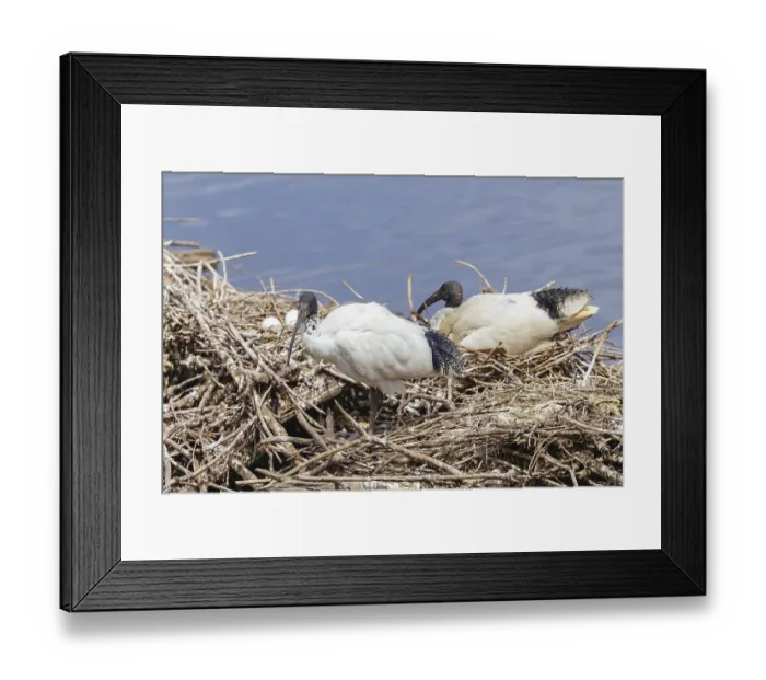 Framed Print : Australian White Ibis and nesting grounds at Coolart Wetlands Framed Print : Australian White Ibis and nesting grounds at Coolart Wetlands