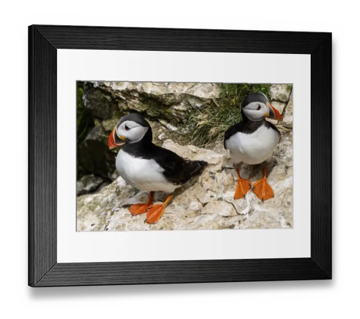 Framed Print : A close-up view of North Atlantic Puffins in their nesting grounds at Bemtpon Cliffs Nature Reserve in Yorkshire Framed Print : A close-up view of North Atlantic Puffins in their nesting grounds at Bemtpon Cliffs Nature Reserve in Yorkshire