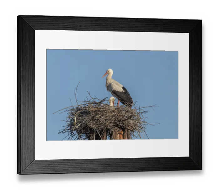 Framed Print : White Stork's nest (Ciconia ciconia) on a chimney in a village in spring Framed Print : White Stork's nest (Ciconia ciconia) on a chimney in a village in spring