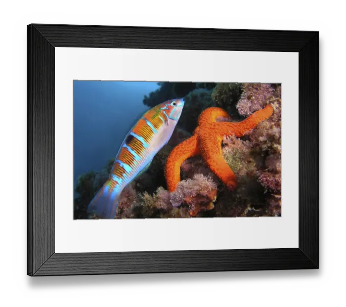 Framed Print : Ornate Wrasse, Thalassoma pavo