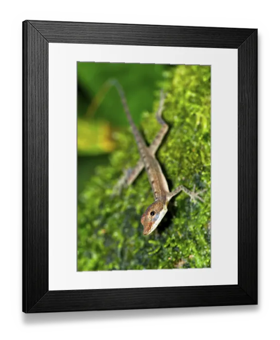 Framed Print : Anolis, Anole Lizard, Tropical Rainforest