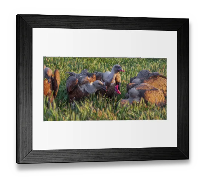 Framed Print : Eurasian Griffon Vulture, Gyps fulvus Framed Print : Eurasian Griffon Vulture, Gyps fulvus