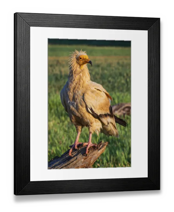 Framed Print : Egyptian Vulture, Neophron percnopterus