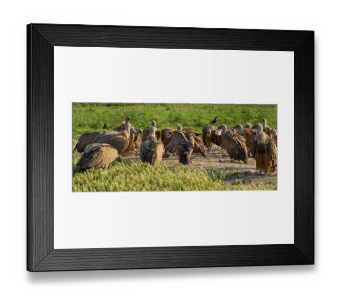 Framed Print : Eurasian Griffon Vulture, Gyps fulvus
