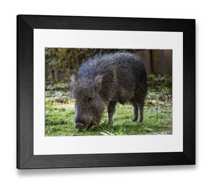 Framed Print : Chacoan peccary (Catagonus wagneri) eats grass Framed Print : Chacoan peccary (Catagonus wagneri) eats grass