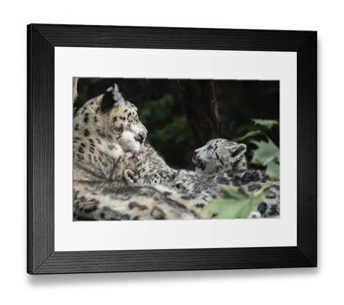 Framed Print : Snow leopard mother with cub. (Panthera uncia) Framed Print : Snow leopard mother with cub. (Panthera uncia)