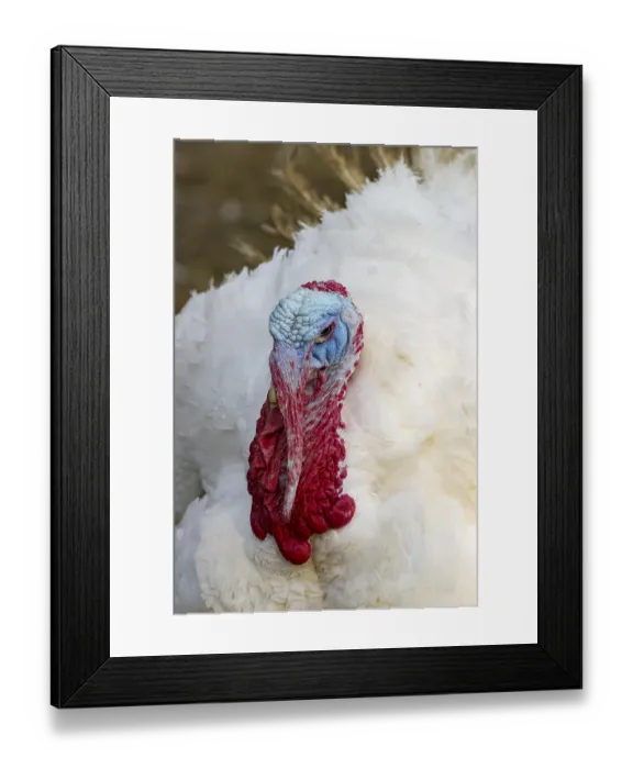 Framed Print : Turkeys from a free-range farm in Hesse
