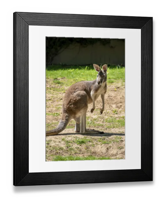 Framed Print : An image of a typical kangaroo standing and watching Framed Print : An image of a typical kangaroo standing and watching