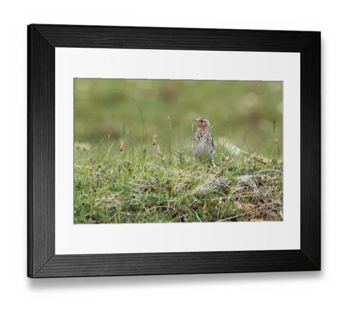 Framed Print : Red-throated pipit recorded on the Varanger peninsula in Northern Norway near Vardo