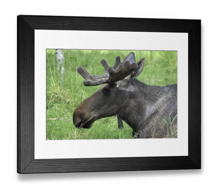 Framed Print : Bull moose, Alces alces, Moose