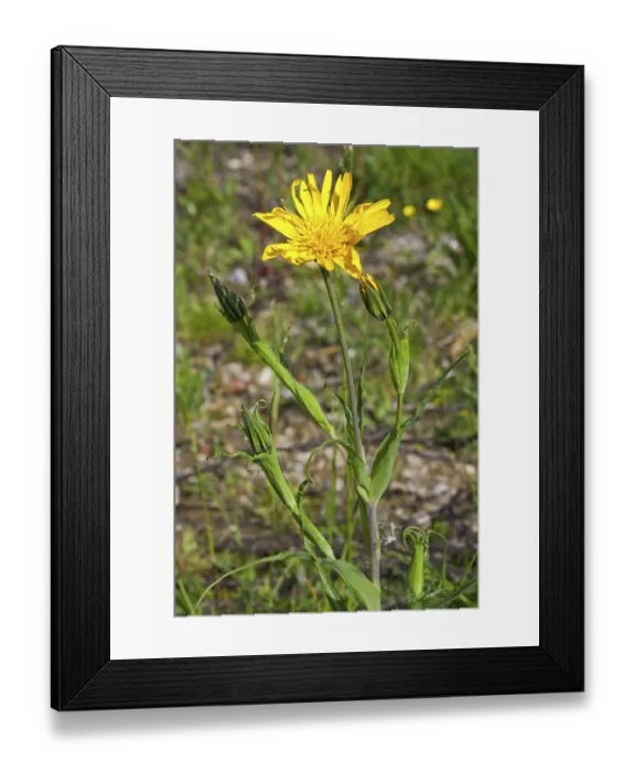 Framed Print : Tragopon pratensis ssp. orientalis Framed Print : Tragopon pratensis ssp. orientalis