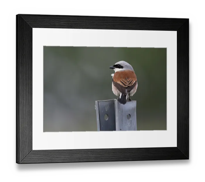 Framed Print : Red-backed Shrike, Lanius collurio
