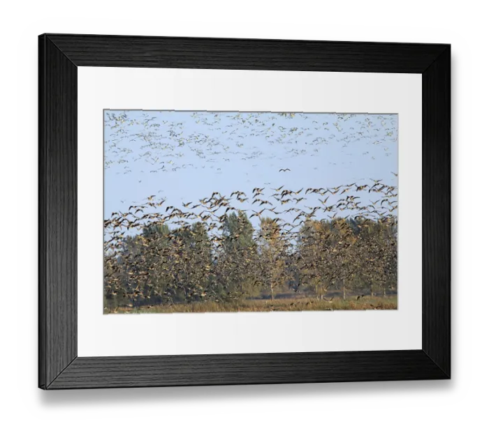 Framed Print : Migration of white-fronted geese and cranes in Havelluch